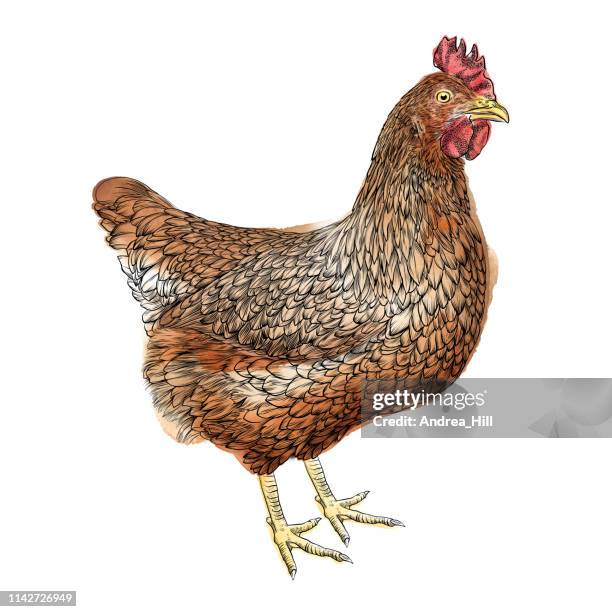 illustrazioni stock, clip art, cartoni animati e icone di tendenza di illustrazione vettoriale pollo in acquerello e penna - gallina