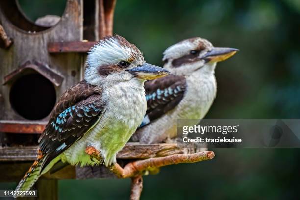 laughing kookaburras (dacelo novaeguineae) - kookaburra stock pictures, royalty-free photos & images
