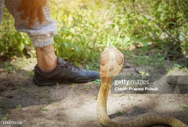 asian cobra tries to bite a human leg - cobra stock pictures, royalty-free photos & images