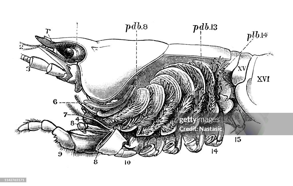 Astacus astacus, die europäischen Krebse, edlen Krebse oder breitgefarbten Krebsenen Anatomie