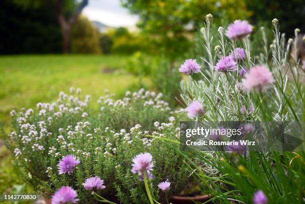 herbal garden with flowering chive and thyme - kräutergarten stock-fotos und bilder