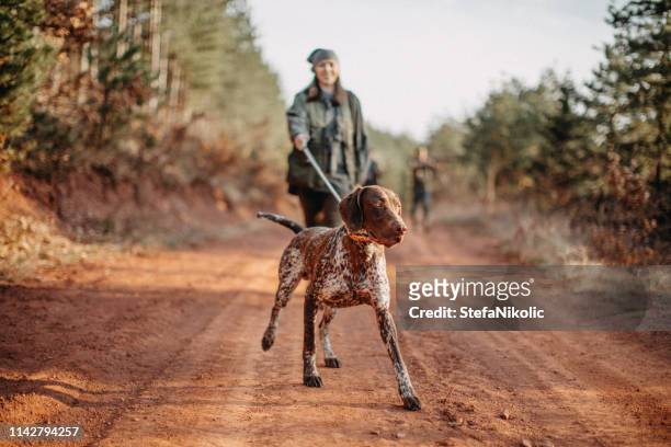 孤獨的獵人 - 訓練犬 個照片及圖片檔