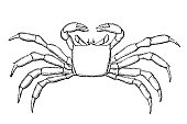 Ghost crabs are semiterrestrial crabs of the subfamily Ocypodinae