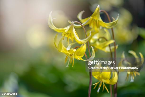 close-up image of the beautiful spring flowering, yellow dog's tooth violet 'pagoda' also known as erythronium tuolumnense 'pagoda' - dogtooth violet stock pictures, royalty-free photos & images