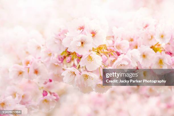 close-up image of the beautiful spring flowering pink cherry blossom flowers of the japanese flowering cherry tree prunus 'takasago' - oriental cherry tree stock pictures, royalty-free photos & images