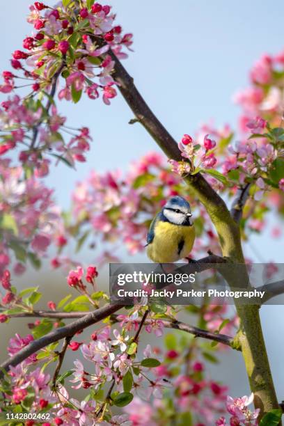 close-up image of an eurasian blue tit on the branch of malus 'floribunda' crab apple blossom against a blue sky - bluetit stock pictures, royalty-free photos & images