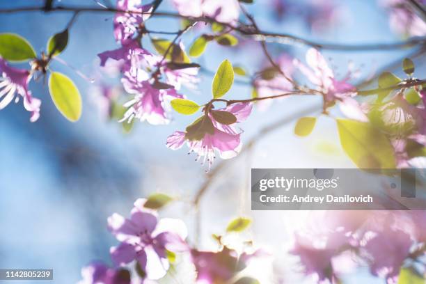 roze bloemen op de blauwe hemel achtergrond - lente stockfoto's en -beelden