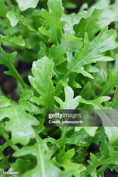 rucola-salat. - rucola stock-fotos und bilder