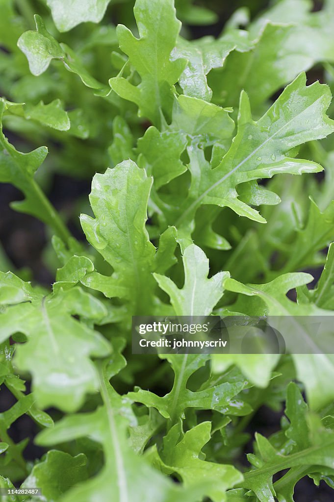 Rocket Salad...