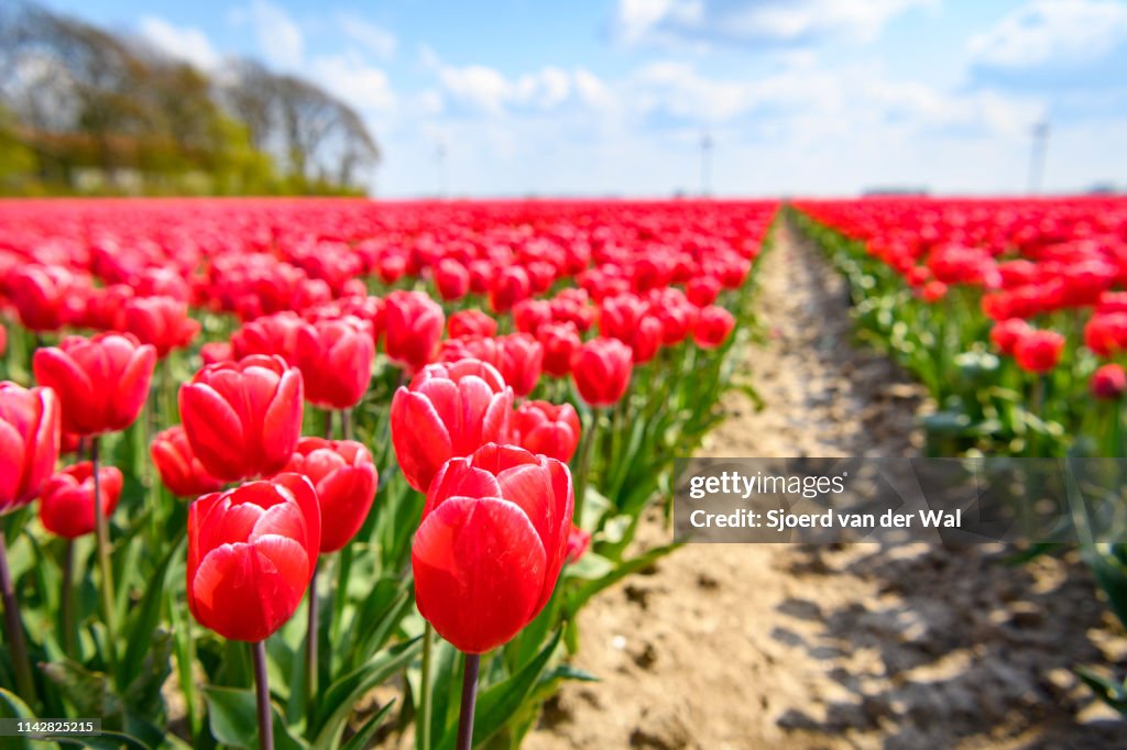 Blossoming red and pink tulips in a field  during a beautiful spring day