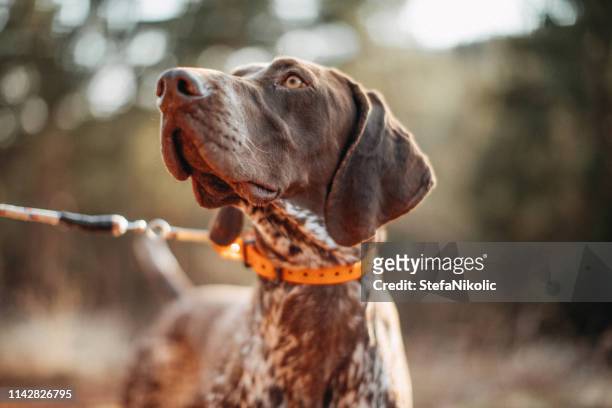 perro en la caza - dead dog fotografías e imágenes de stock