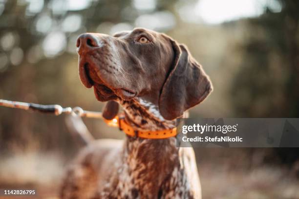 hond in hunt - hunting dog stockfoto's en -beelden