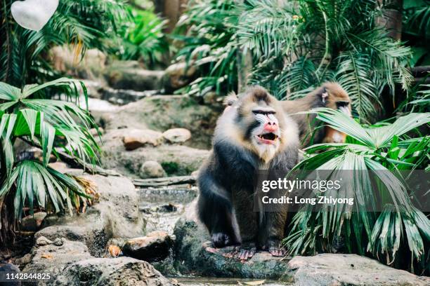 male mandrill - mandrillo foto e immagini stock