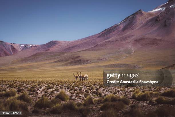 guanacos and volcanic landscape in atacama desert - catamarca stock pictures, royalty-free photos & images