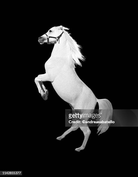 white horse - white horse stock pictures, royalty-free photos & images