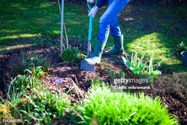 woman digging a hole in the garden with a spade - spade stock pictures, royalty-free photos & images
