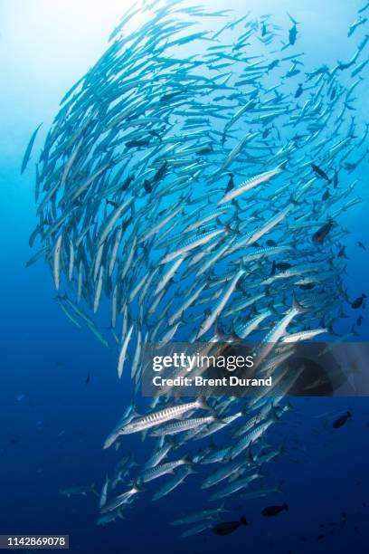 blackfin barracuda school in kimbe bay - sphyraena qenie stock pictures, royalty-free photos & images