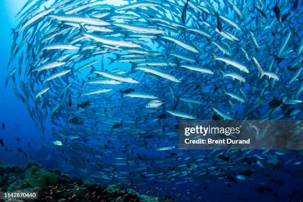 blackfin barracuda school in kimbe bay - sphyraena qenie stock pictures, royalty-free photos & images