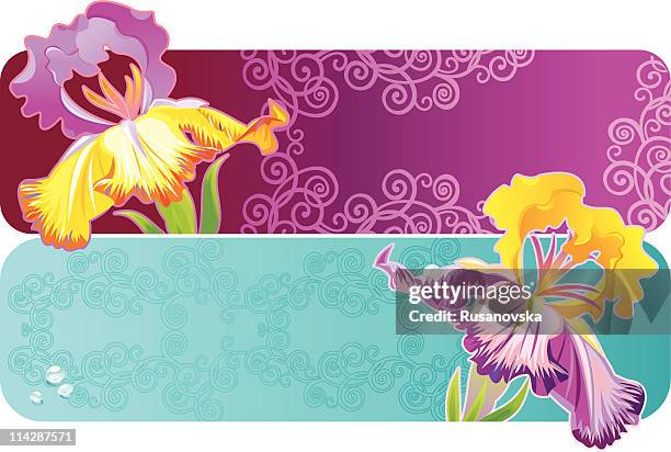 iris banners - iris flower stock illustrations