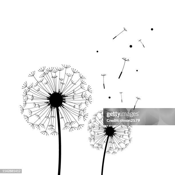 ilustraciones, imágenes clip art, dibujos animados e iconos de stock de silueta de diente de león en blanco y negro - diente de león