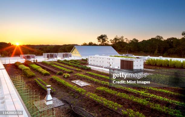 sunrise on rooftop garden - the roof gardens stock pictures, royalty-free photos & images