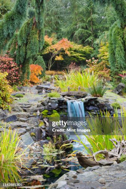 autumn leaves on bushes around waterfall feature in landscaped garden - garden bridge stock pictures, royalty-free photos & images