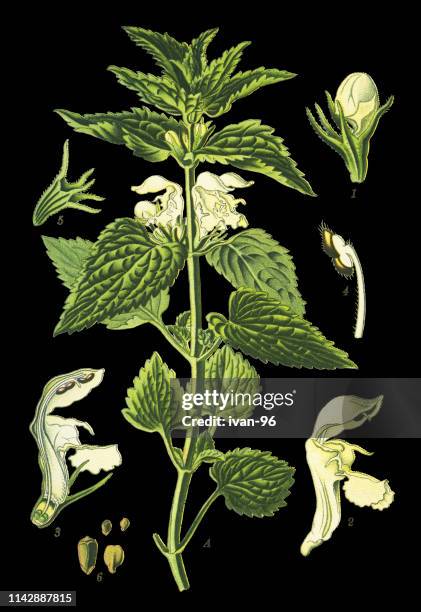 white nettle, white dead-nettle, nettle - dead nettle stock illustrations