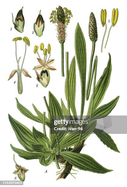 ribwort plantain, plantain, narrowleaf plantain, english plantain, ribleaf, lamb's tongue - plantago lanceolata stock illustrations