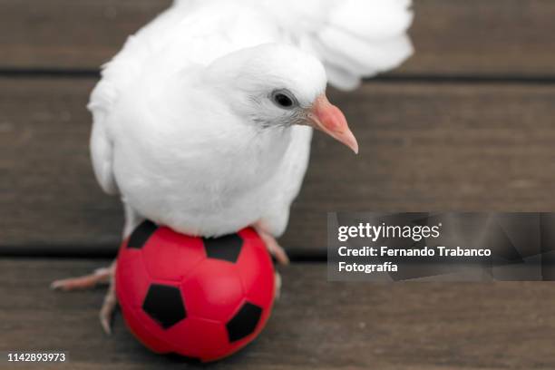 Bird Balling 12,332 Soccer Catching Ball Stock Photos, High-Res Pictures, and Images ...
