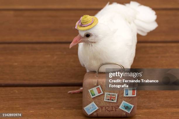traveler bird - dierlijke migratie stockfoto's en -beelden