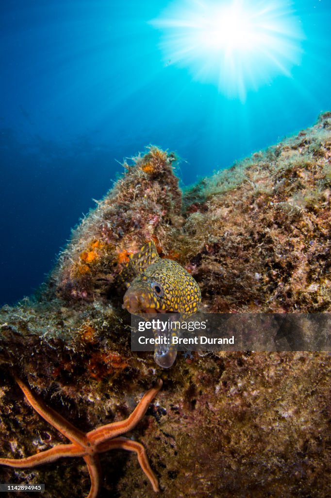Jewel Moray Eeel