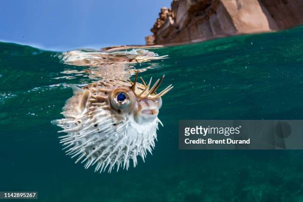 porcupinefish / pufferfish / balloonfish - balloonfish stock pictures, royalty-free photos & images