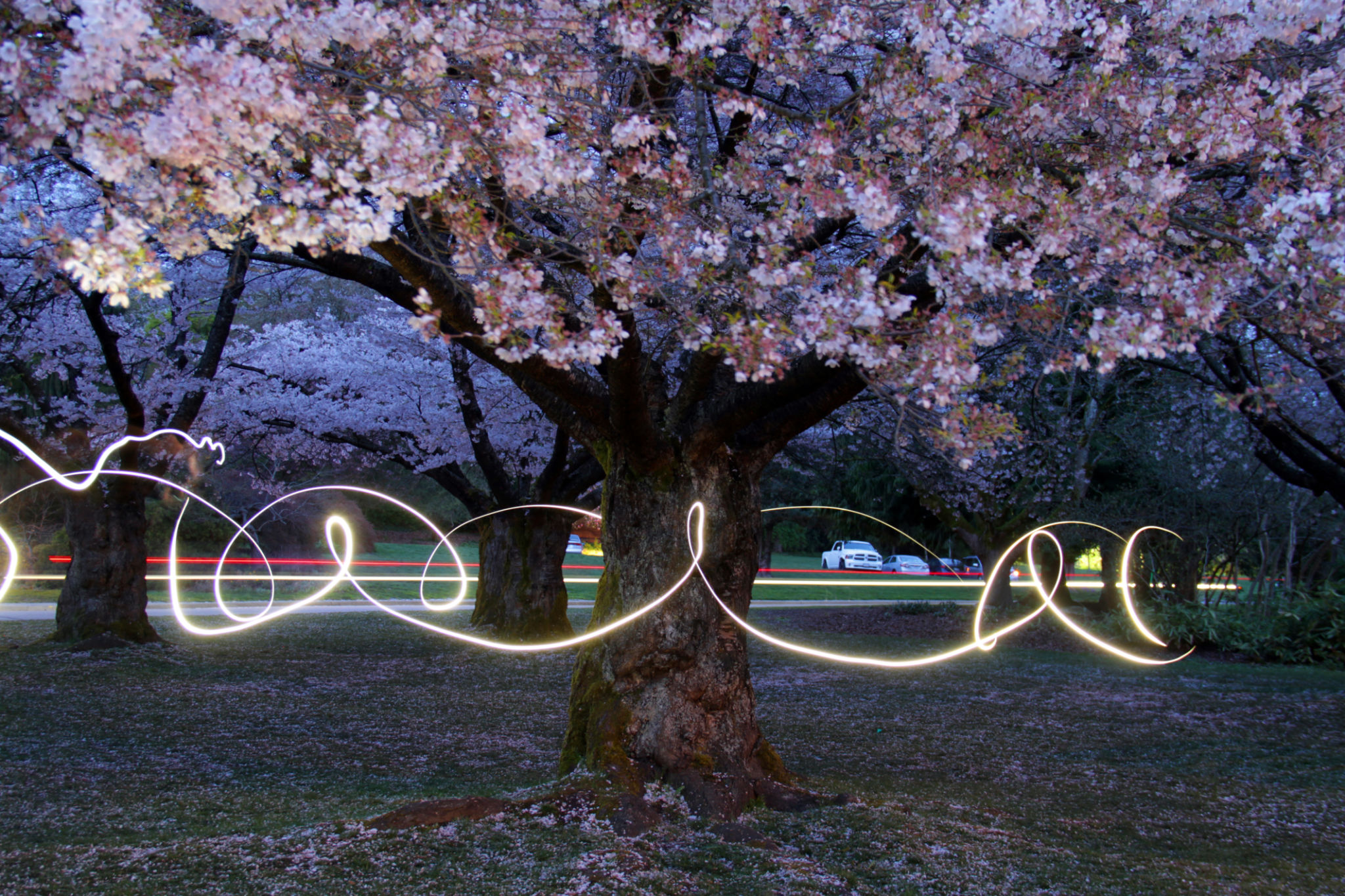 cherry blossoms vancouver