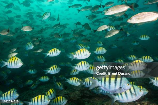 grunt and sergeant major school - sea of cortez stock pictures, royalty-free photos & images