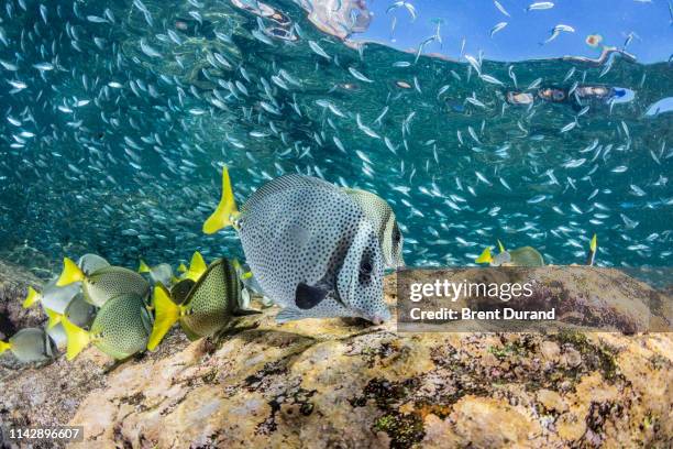 yellowtail surgeonfish feeding - yellowtail surgeonfish stock pictures, royalty-free photos & images
