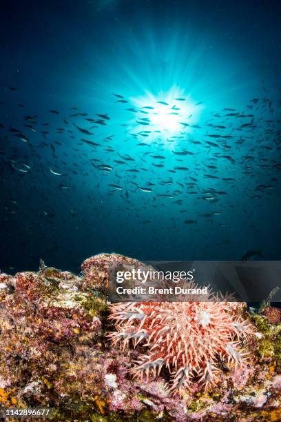 crown of thorns starfish - acanthaster planci imagens e fotografias de stock