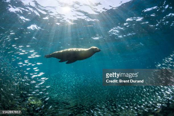 california sea lion at los islotes - sea of cortez stock pictures, royalty-free photos & images