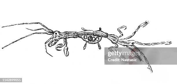 ツガルワレカラコシダ (線状骨格エビ) はツガルワレカラ属の骨格エビの一種である - 光学顕微鏡図点のイラスト素材／クリップアート素材／マンガ素材／アイコン素材