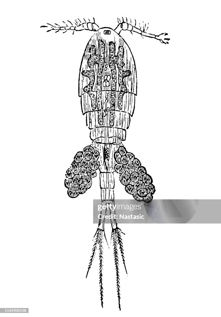 Freshwater Copepod (Cyclops Serrulatus)