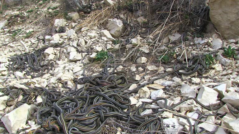 Parascoping Snakes 162 Mating Snakes Stock Videos, Footage, & 4K Video Clips - Getty Images