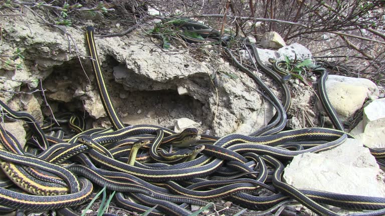 Parascoping Snakes 162 Mating Snakes Stock Videos, Footage, & 4K Video Clips - Getty Images