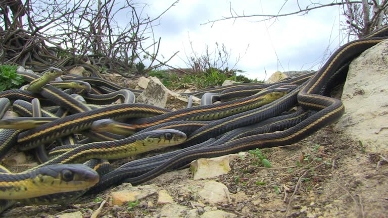 Snake Rearing 162 Mating Snakes Stock Videos, Footage, & 4K Video Clips - Getty Images