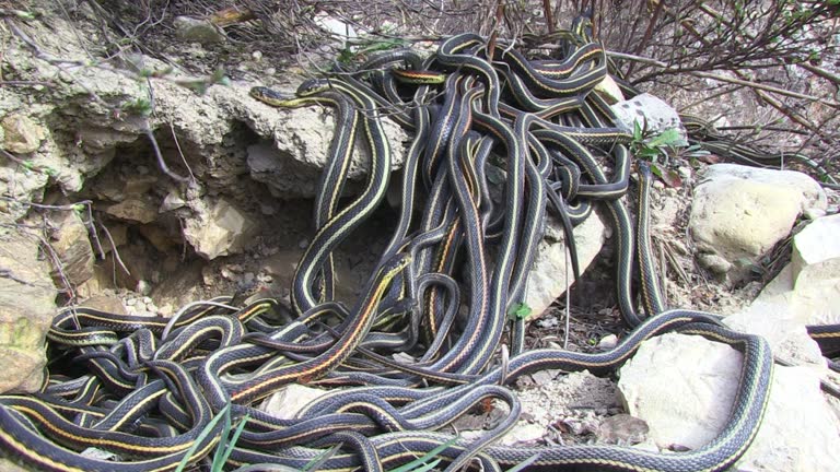 Parascoping Snakes 162 Mating Snakes Stock Videos, Footage, & 4K Video Clips - Getty Images