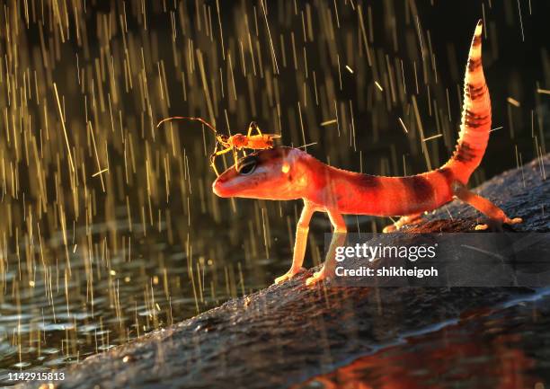 insect on a gecko's head in the rain, indonesia - gecko stock pictures, royalty-free photos & images