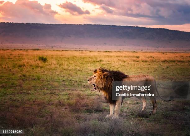 portrait of the legendary lion called bob marley, masai mara, kenya - lion expression stock pictures, royalty-free photos & images