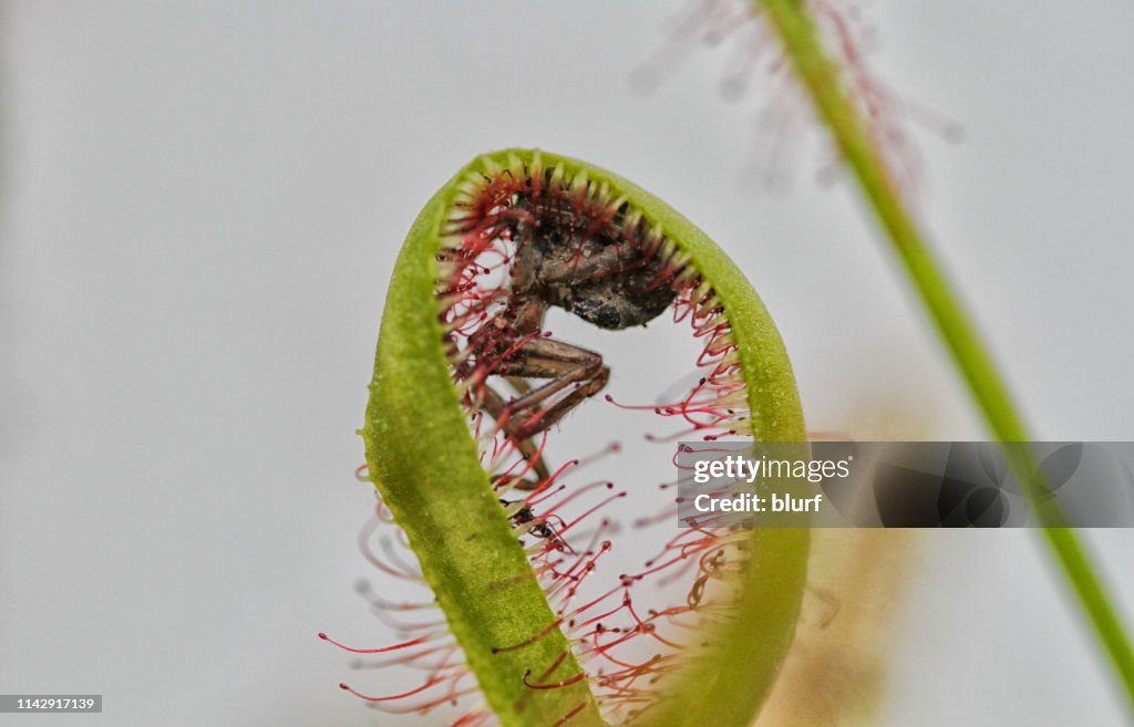 Spider trapped in a Cape Sundew carnivorous plant, Spain