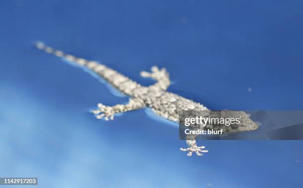 moorish gecko (tarentola mauritanica) floating on water in lake, spain - tarentola stock pictures, royalty-free photos & images