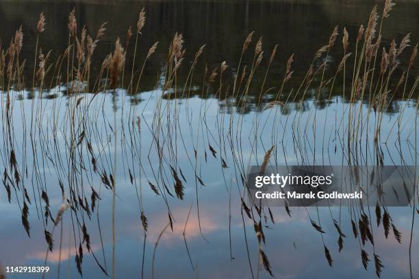 Uk Reeds And Rushes 53 Blessington Lakes Stock Photos, High-Res Pictures, and Images ...