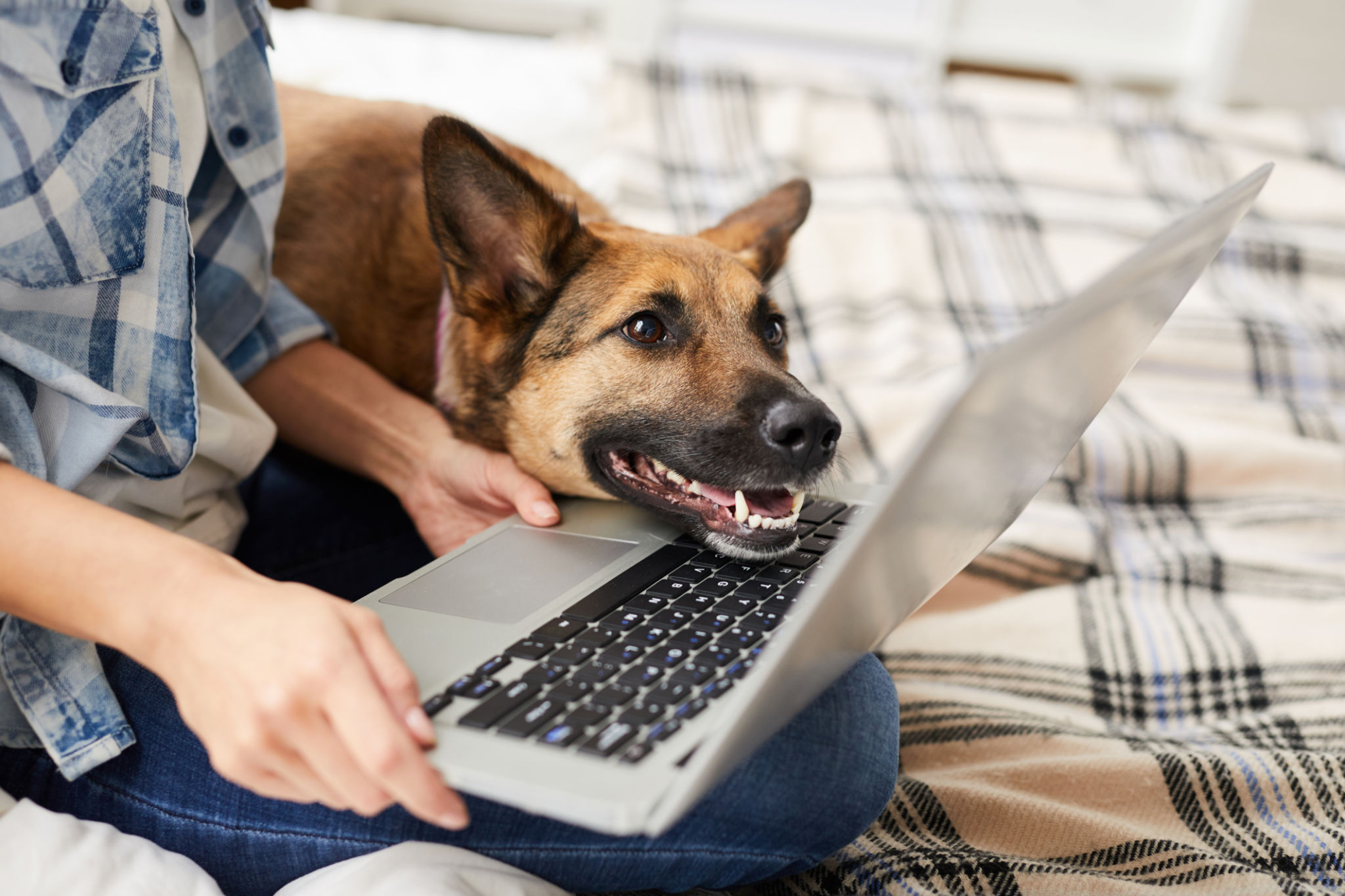 Dog Looking at Laptop Screen Dog Looking at Laptop Screen