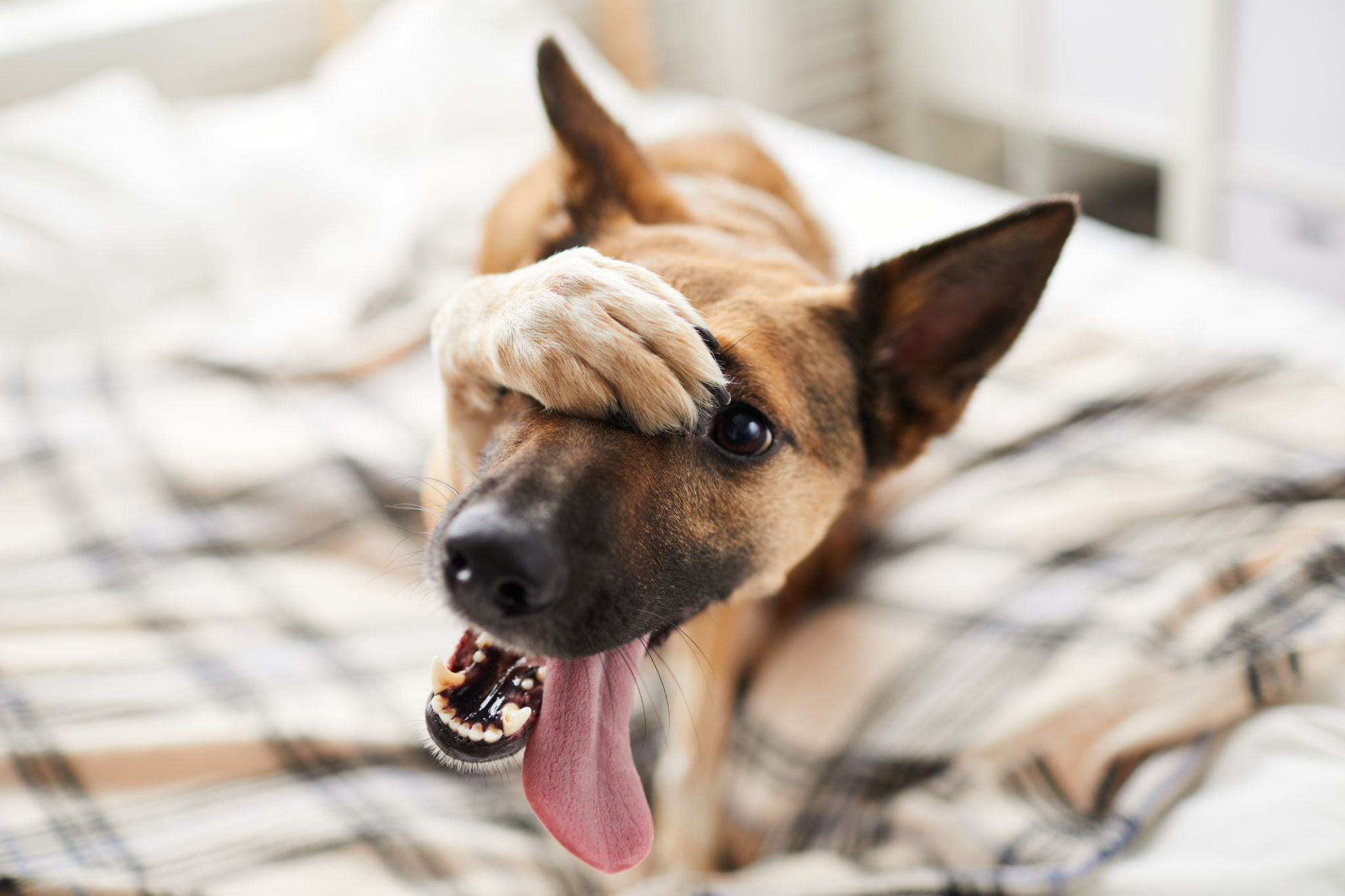 shy dog